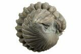 Wide Enrolled Flexicalymene Trilobite - Mt Orab, Ohio #329751-1
